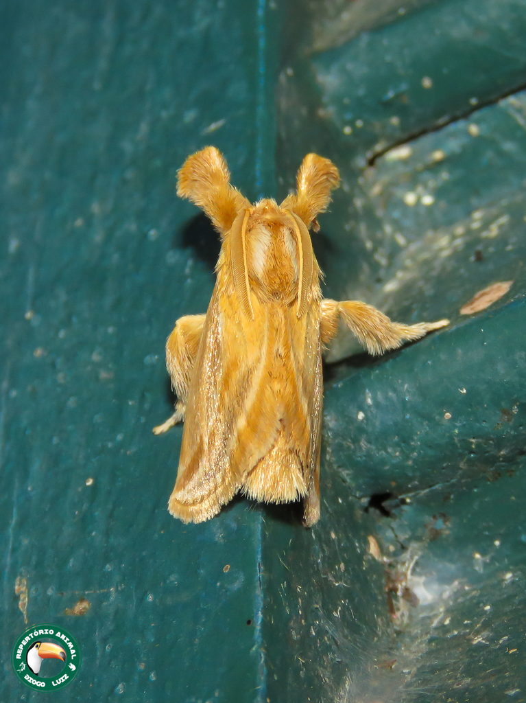 Perola cicur