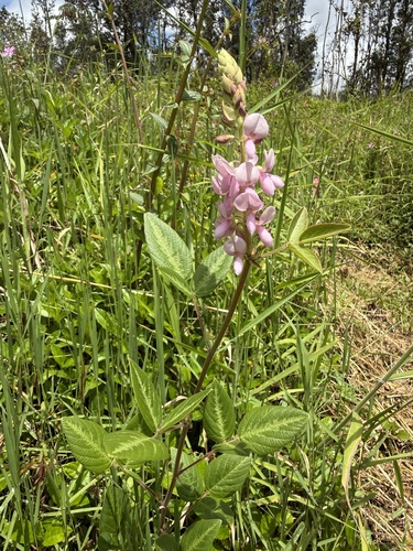 Desmodium uncinatum observed 2026-04-25