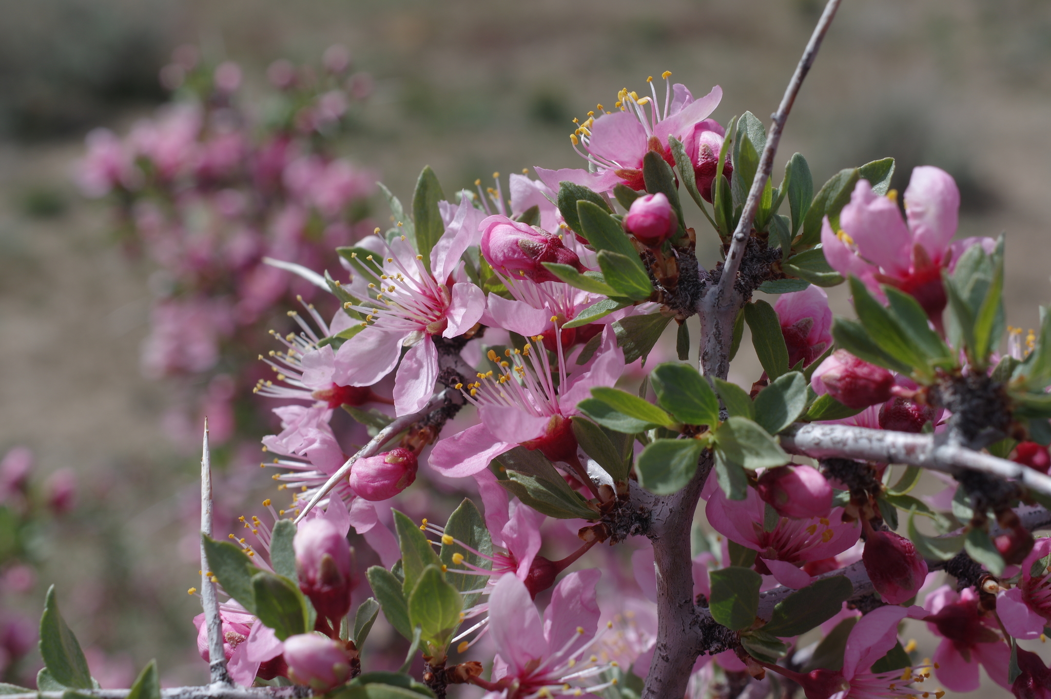 Prunus andersonii