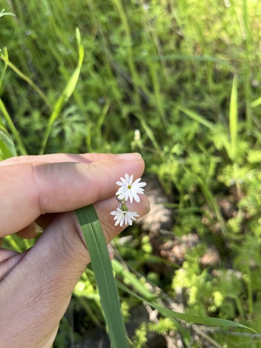 smallflower woodland star