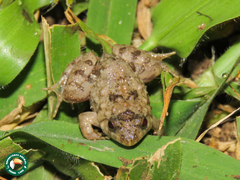 Phrynobatrachus natalensis