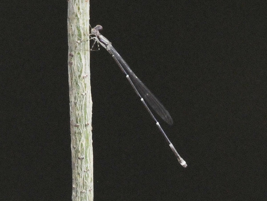 Protoneura viridis