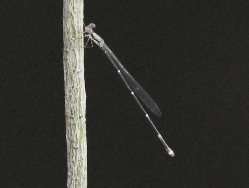 Protoneura viridis