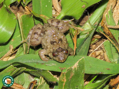 Phrynobatrachus natalensis