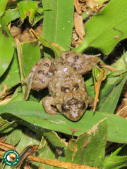 Phrynobatrachus natalensis