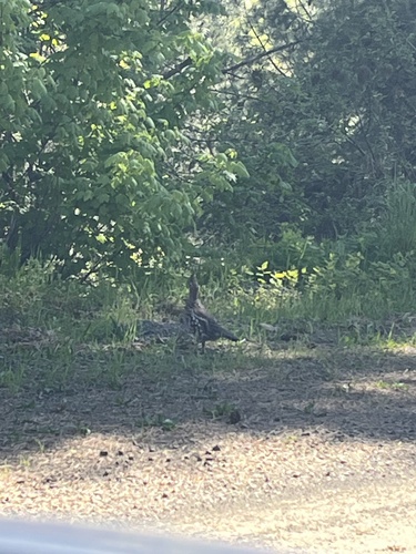Ruffed Grouse
