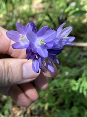 Dipterostemon capitatus