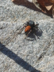 Phidippus princeps