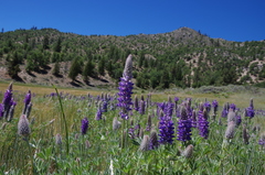 Lupinus nevadensis
