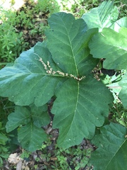 Toxicodendron diversilobum