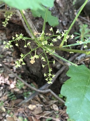 Toxicodendron diversilobum