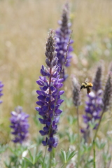 Lupinus nevadensis