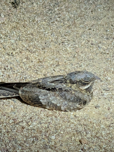 Indian Nightjar (Caprimulgus asiaticus), photo 5