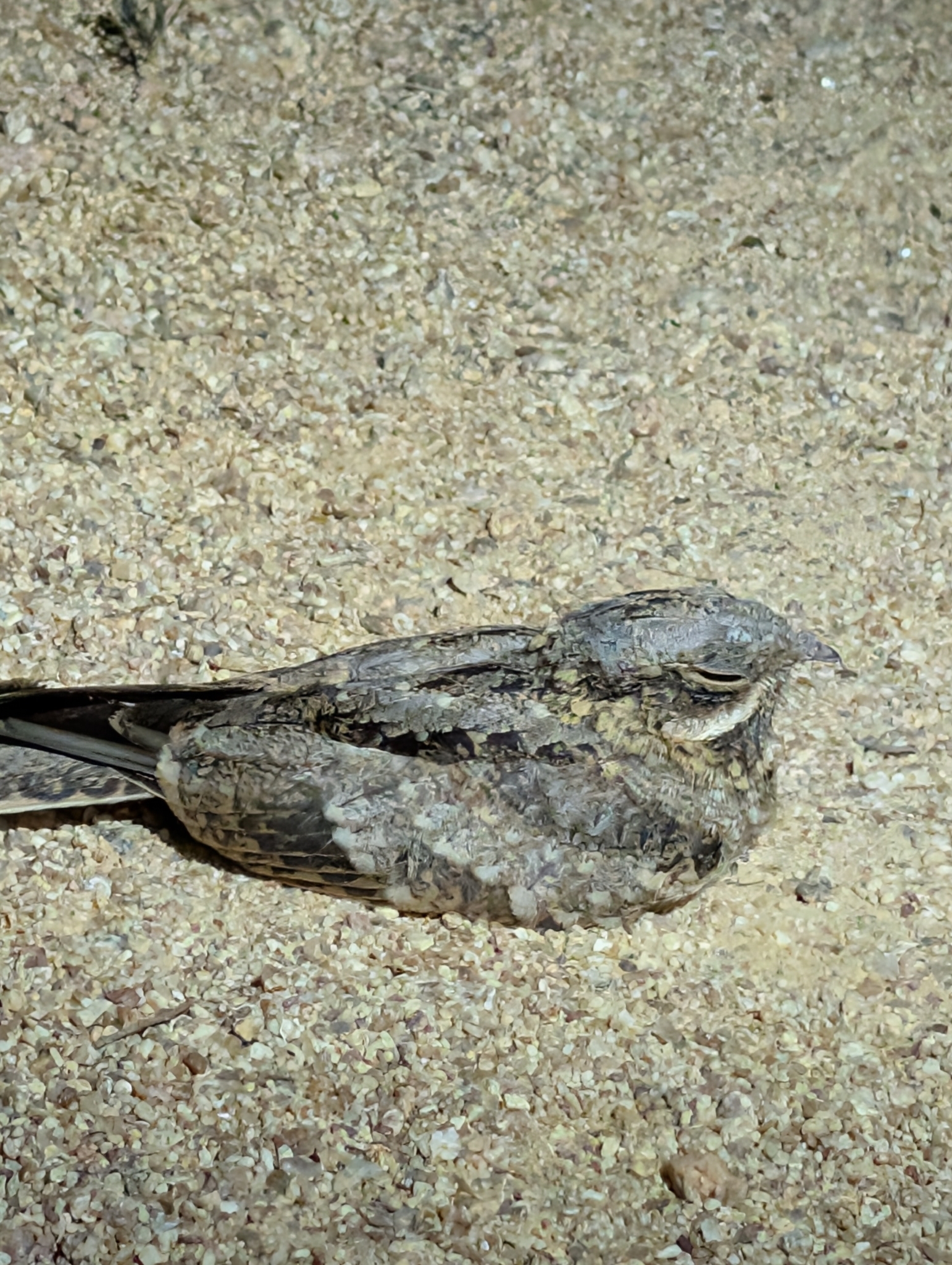 Indian Nightjar (Caprimulgus asiaticus), photo 8