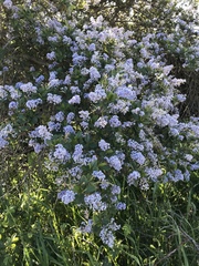 Ceanothus thyrsiflorus thyrsiflorus