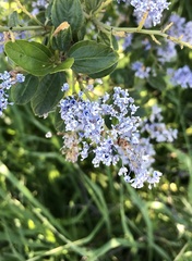 Ceanothus thyrsiflorus thyrsiflorus