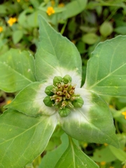 Euphorbia schiedeana