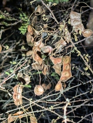 Hook Mimosa (Mimosa hamata)