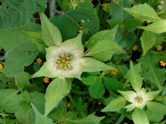 Euphorbia schiedeana