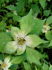 Euphorbia schiedeana