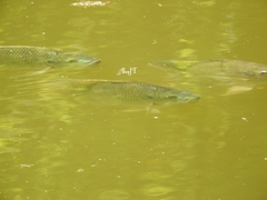 Oreochromis niloticus