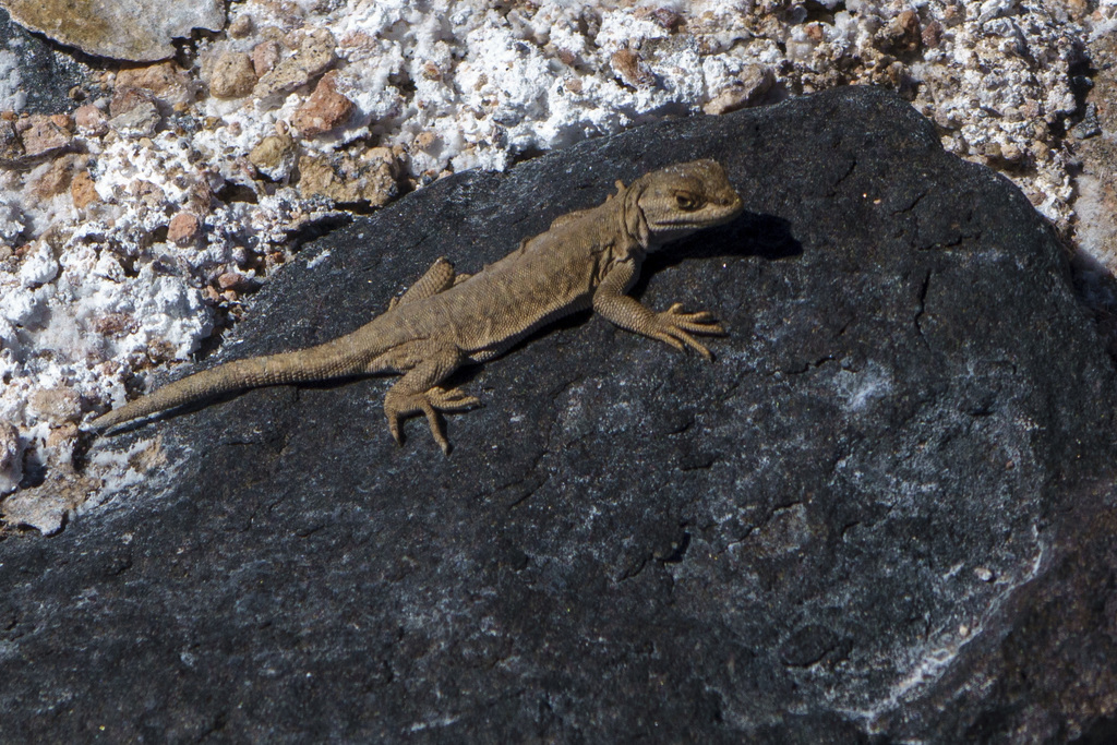 Liolaemus rosenmanni