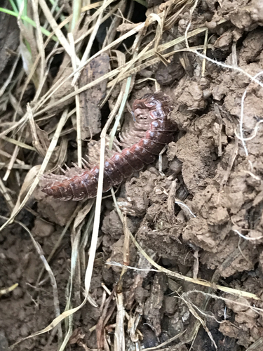 Pseudopolydesmus serratus