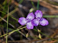 Callisia ornata
