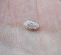 Coelostomidia zealandica