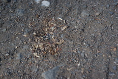 Pheidole californica