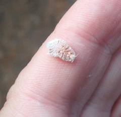 Coelostomidia zealandica
