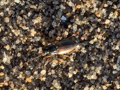 Anisodactylus sanctaecrucis