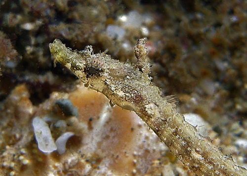 Brock's pipefish (Halicampus brocki) — Syngnathidae