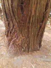 Coelostomidia zealandica