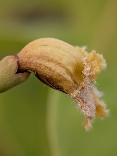 Stereospermum colais, photograph 6