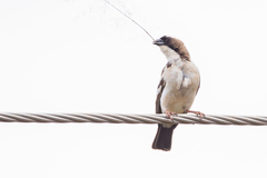 Plocepasser mahali