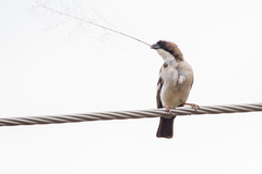 Plocepasser mahali