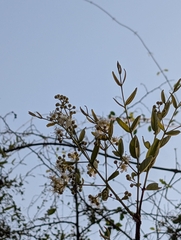 Lagerstroemia parviflora, photograph (c) Ravuri Krishna Chaitanya, some rights reserved (CC BY)