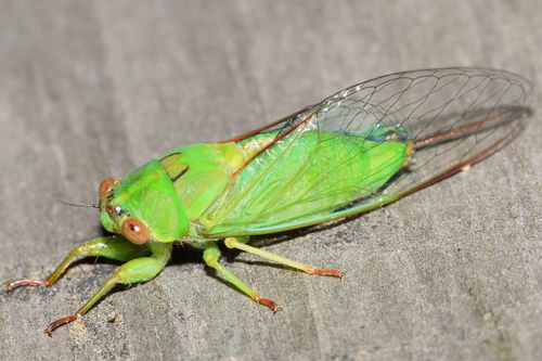 April Green Cicada photo 3