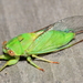 April Green Cicada - Photo (c) Uwe Schneehagen, some rights reserved (CC BY-SA)