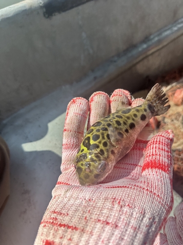 Green Spotted Puffer
