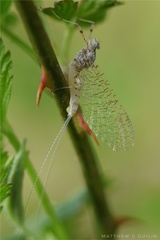 Maccaffertium smithae