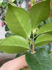 Camellia japonica