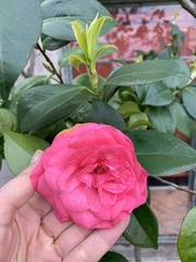 Camellia japonica
