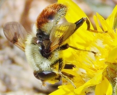 Sericomyia flagrans