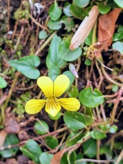 Viola hastata