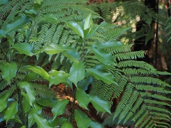 (c) Angus Campbell, some rights reserved (CC BY) Melicytus macrophyllus, photograph (c) Angus Campbell, some rights reserved (CC BY)