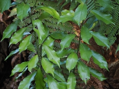 (c) Angus Campbell, some rights reserved (CC BY) Melicytus macrophyllus, photograph (c) Angus Campbell, some rights reserved (CC BY)
