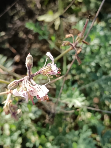 Pelargonium dolomiticum, photograph 6