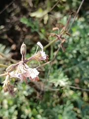 Pelargonium dolomiticum, photograph (c) Hildegard Klein, some rights reserved (CC BY)